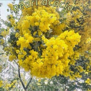 " pearl acacia " パールアカシア ①パールアカシア苗 ミモザ ミモザ