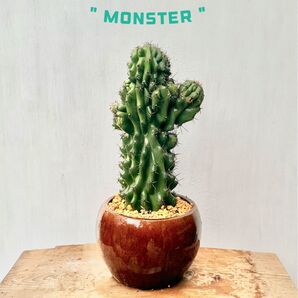 柱サボテンセレウス⑧ 岩石獅子 鬼面角綴化 てっか サボテン 大株
