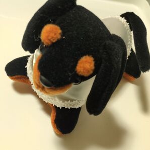 ウェディング ダックス ブラックタン
