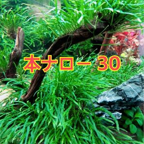 希少 ミクロソリウム タイ産 本ナロー 30葉 無農薬無害虫