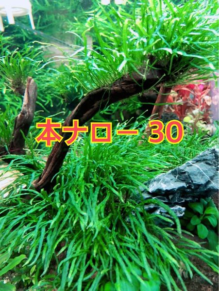 希少 ミクロソリウム タイ産 本ナロー 30葉 無農薬無害虫