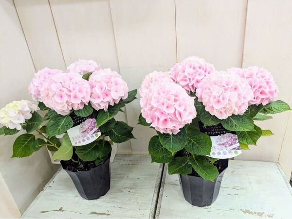 紫陽花 5寸プラ鉢 ピンク2鉢セット【A】