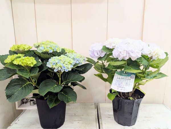 紫陽花 5寸プラ鉢 2鉢セット【B】