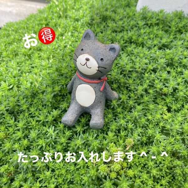 雑草対策に A4サイズジップロック分 モリムラマンネングサセダム 多肉植物