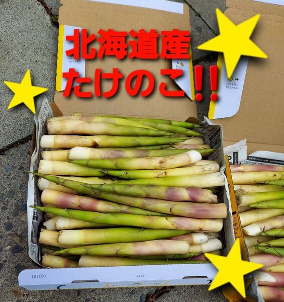 大好評!随時発送!北海道産 たけのこ 姫竹 根曲がり竹