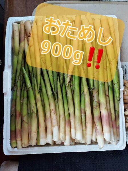 大好評!随時発送!北海道産 たけのこ 姫竹 根曲がり竹