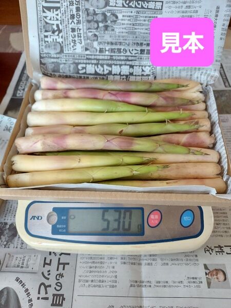 随時発送!おためし!北海道産たけのこ 根曲がり竹 姫竹