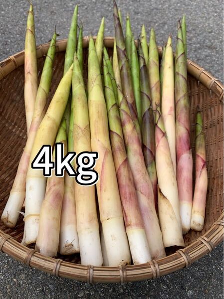 岐阜県産 根曲がり竹 4kg