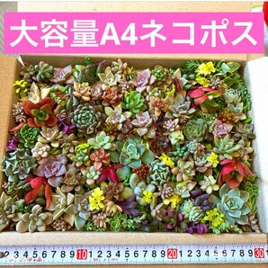 多肉寄せ植え宝石箱セダム エケベリア カット苗 チマ寄せ葉挿しセット