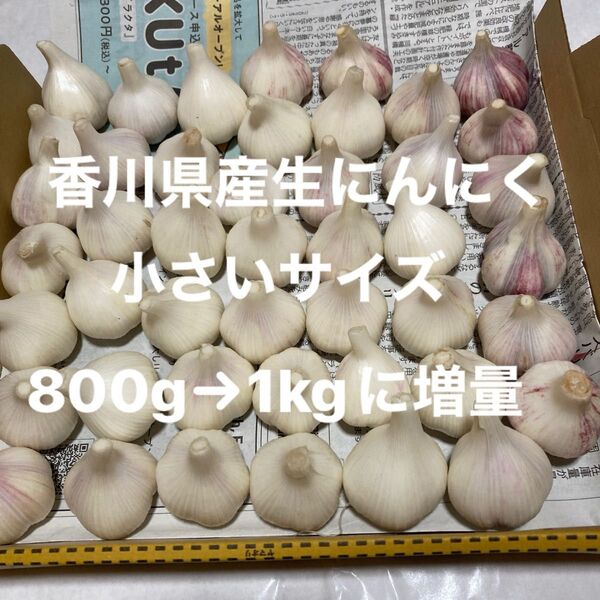 香川県産新生にんにく 小さいサイズ800g→1kgに増量