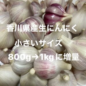 香川県産生にんにく 小さいサイズ800g→1kgに増量