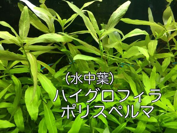 水草 水中葉 ハイグロフィラポリスペルマ(10本+α)