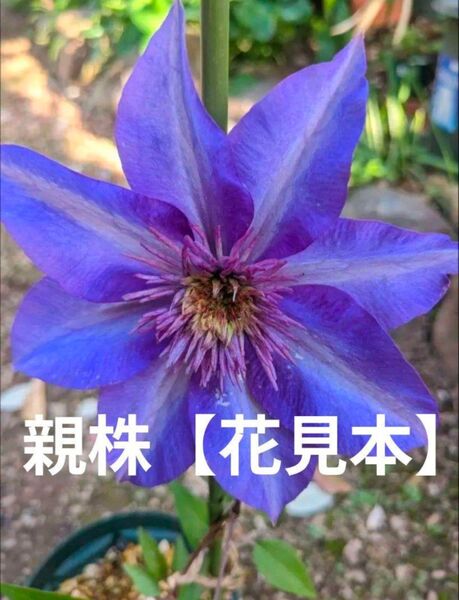 【2】クレマチス苗木 /マルチブルー 挿し木苗 花 フラワー ポットごと 匿名配送