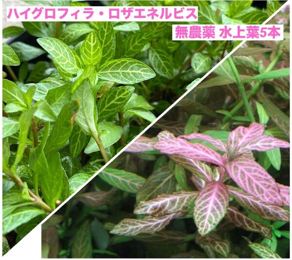 ハイグロフィラ・ロザエネルビス 無農薬 水上葉5本