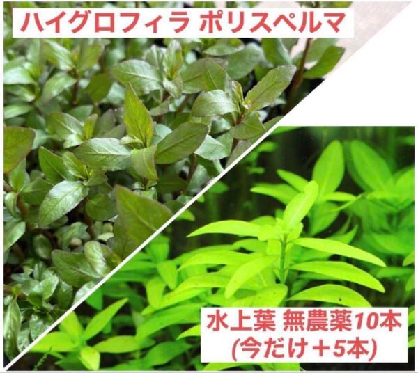 ハイグロフィラ ポリスペルマ 水上葉 無農薬10本(今だけ+5本増量中)