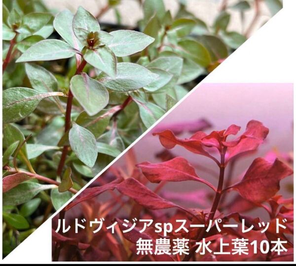 ルドウィジアspスーパーレッド 無農薬 水上葉10本