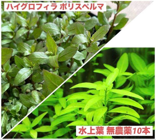 ハイグロフィラ ポリスペルマ 水上葉 無農薬10本