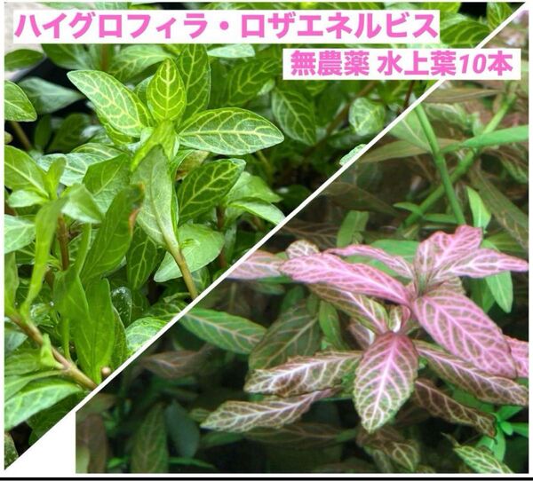 ハイグロフィラ・ロザエネルビス 無農薬 水上葉10本