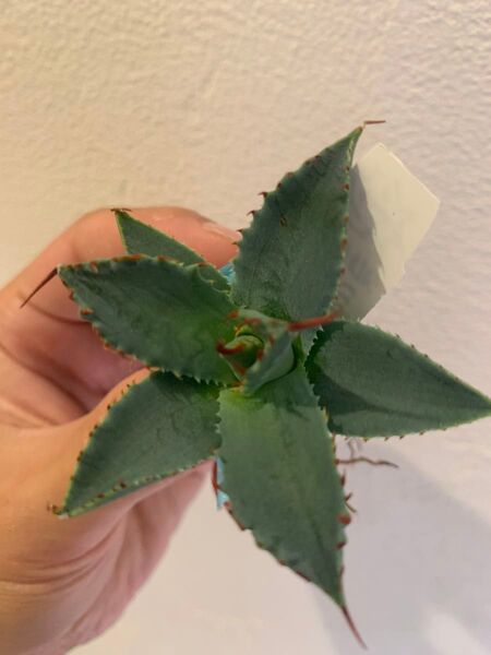【goodtaniku】ハイブリッド 特白肌×妖炎 アガベ チタノタ 多肉植物 Agave