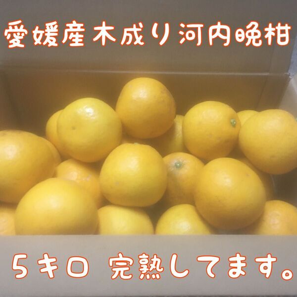 愛媛産 吉田町 河内晩柑 5キロ 2L〜Mサイズ(箱込み!)