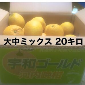愛媛産 吉田町 河内晩柑 20キロ 大きさ 大・中玉(箱込み重量)