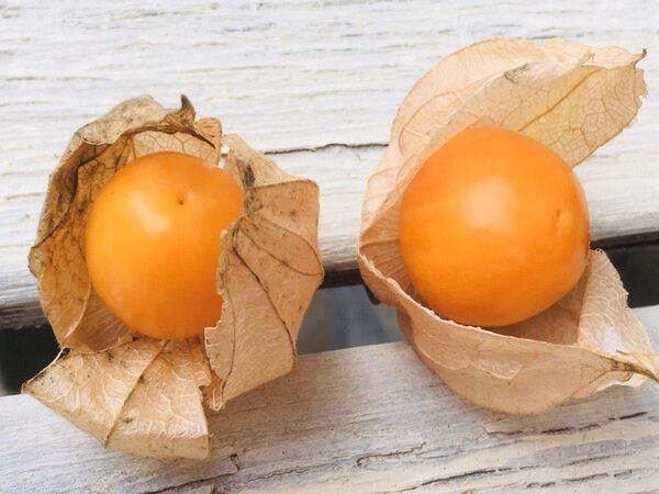 食用ほおづき ゴールデンベリーの苗