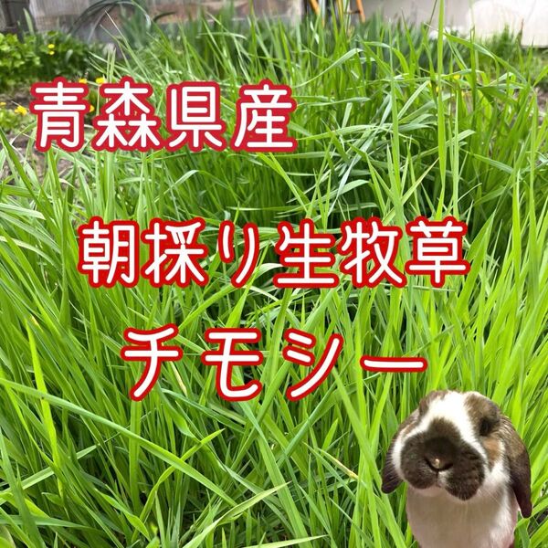 青森県産 朝採り生牧草 チモシー 250g