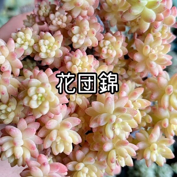 花団錦 4カット ベッラデインヴェルノ2カット付き!