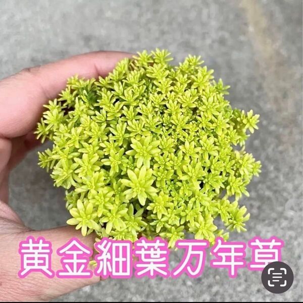 黄金細葉万年草 抜き苗