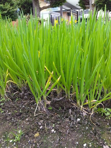 78 やぐらネギ 櫓ねぎ 苗用 10本 家庭菜園 ネコポス箱で送ります