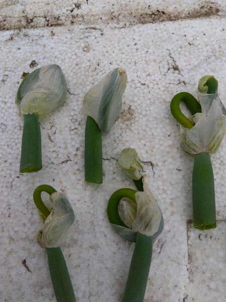 80 やぐらネギ 珠芽しゅが 25個 挿し芽ネギ苗用 ネコポス箱で送ります