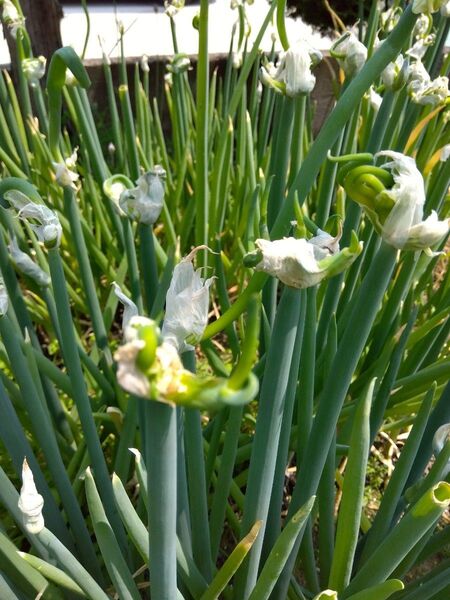 103 やぐらネギ 珠芽しゅが 25個 挿し芽ネギ苗用 ネコポス箱で送ります 増量中30個送ります