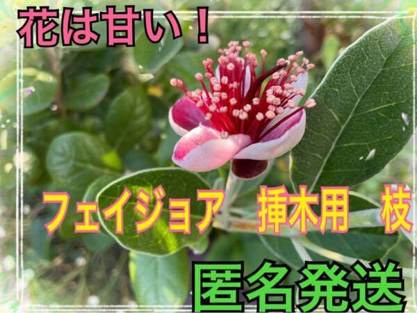 フェイジョア/パイナップルグァバ 挿し木苗作り用枝15センチ以上15本以上送料込み匿名発送