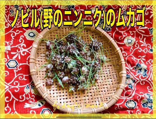 野蒜ノビルのムカゴ15本分以上今が旬 食用にも種にも 野のニンニク 送料込み匿名発送