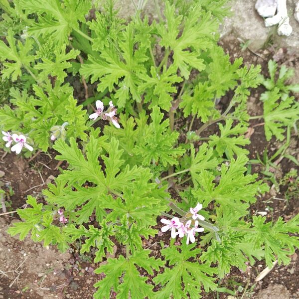 ローズゼラニウム 花付き苗 1株 無農薬
