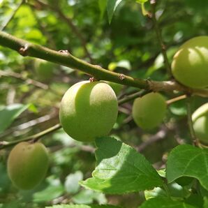 無農薬 青梅 ネコポスいっぱい