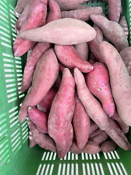最終間近!B品訳あり、鳴門金時、M、L、2L、5キロ