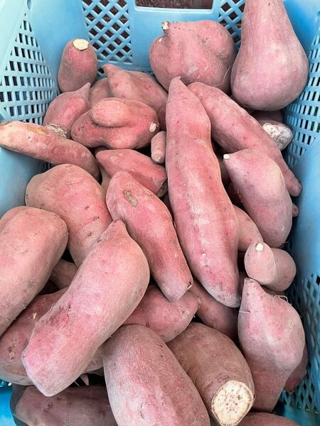 今季これで終了かも。激安大特価!5kg。B品訳あり、鳴門金時、S、M、L、2L