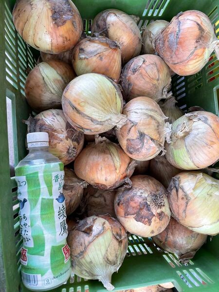 大好評大玉!七宝10kg!淡路島新たまねぎ!2L、3L