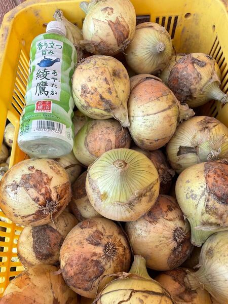 週末限定感謝セール。七宝秀品10kg!淡路島南あわじ産、新たまねぎ!M、L