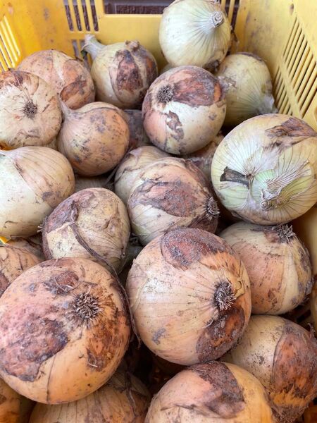 週末感謝セール中。七宝早生秀品10kg!淡路島南あわじ産、新たまねぎ!M、L