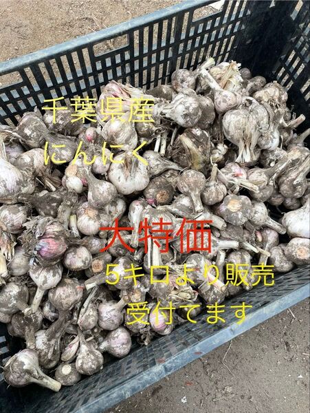 千葉県産 にんにく 10キロ