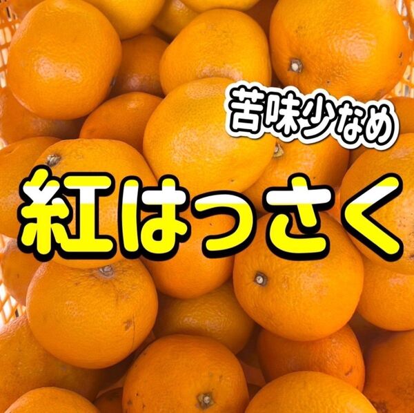 紅八朔 低農薬 約1キロ ご家庭用
