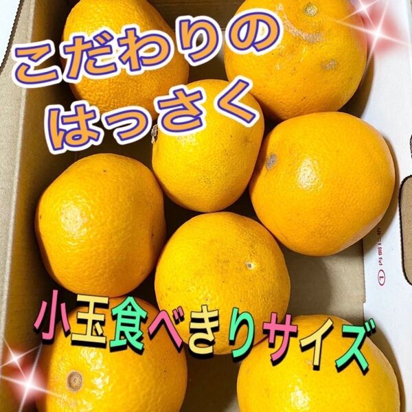 八朔 低農薬 苦味少ない サイズ混合 約1キロ 自然栽培