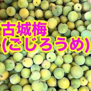 青梅 古城梅[低農薬 約1kg ご家庭用】