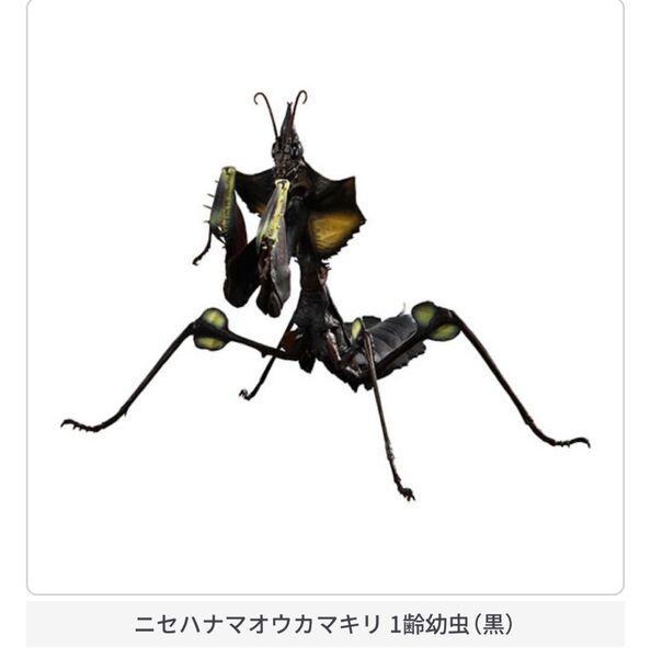 いきもの大図鑑アドバンス ニセハナマオウカマキリ 1齢幼虫(黒) バンダイ ガチャ ガシャポン フィギュア