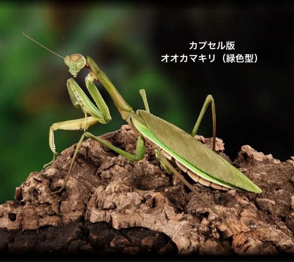 いきもの大図鑑アドバンス オオカマキリ 緑色型 バンダイ 昆虫フィギュア