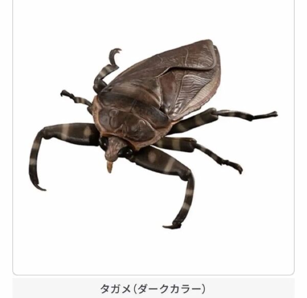 いきもの大図鑑アドバンス 水生昆虫タガメ ダークカラー 昆虫フィギュア 生き物大図鑑 ガチャ ガシャポン バンダイ BANDAI
