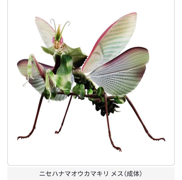 フィギュア いきもの大図鑑アドバンス ニセハナマオウカマキリ メス(成体) ガチャ ガシャポン 昆虫フィギュア