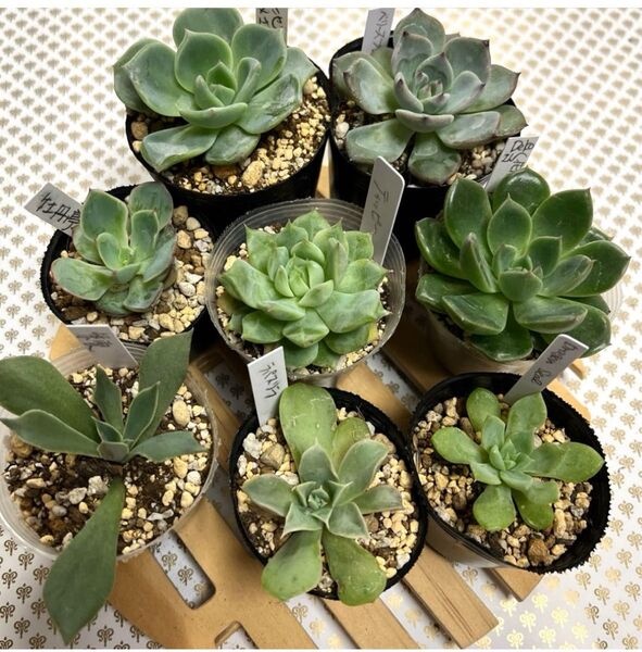 8種多肉植物エケベリア葉挿しっ子 抜き苗セット